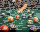 Pool Billardkugeln 57 mm von John West – Komplettes Kugelset